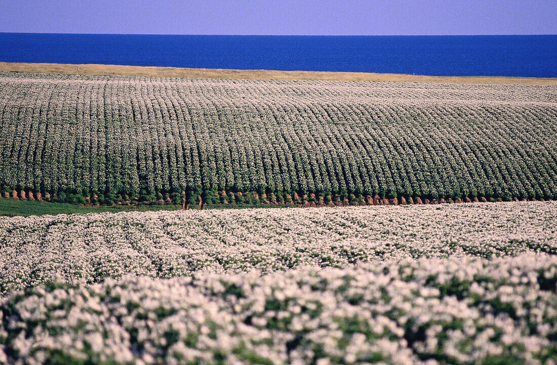 Potato Fields near Water, Prince Edward Island, Canada