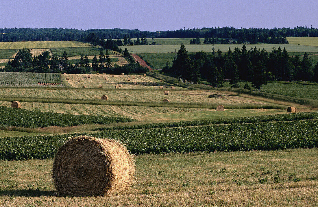 Hay Bales, Kinkora, Prince Edward Island, Canada