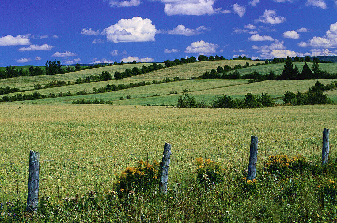 Felder bei Trois Pistoles, Quebec, Kanada