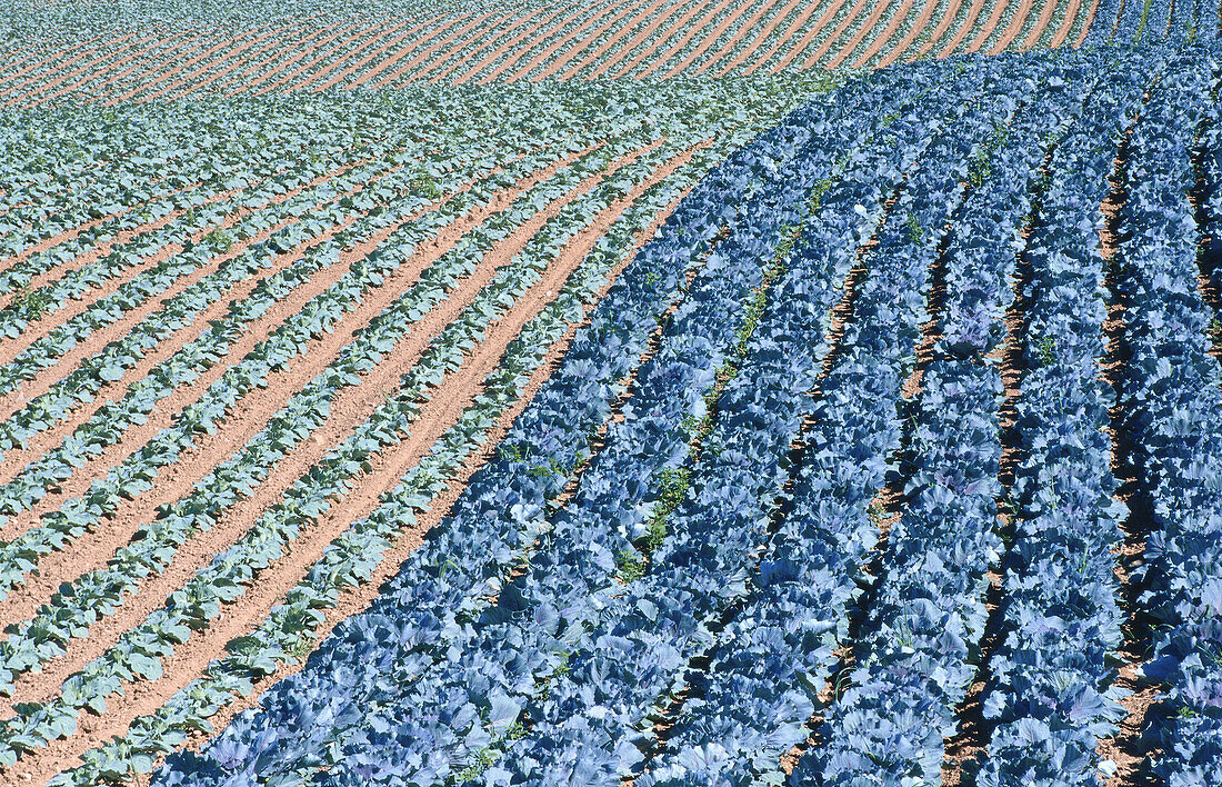 Farmers Field, Medford, Nova Scotia, Canada