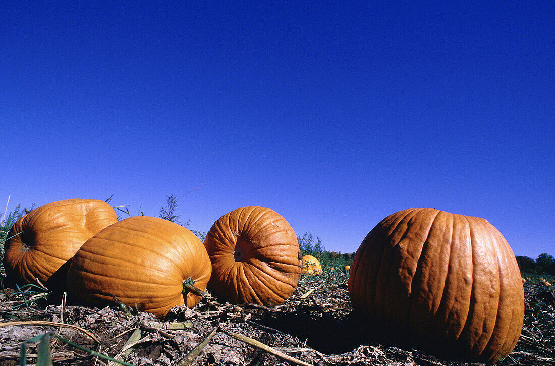 Feld mit Kürbissen, Aylmer, Quebec, Kanada