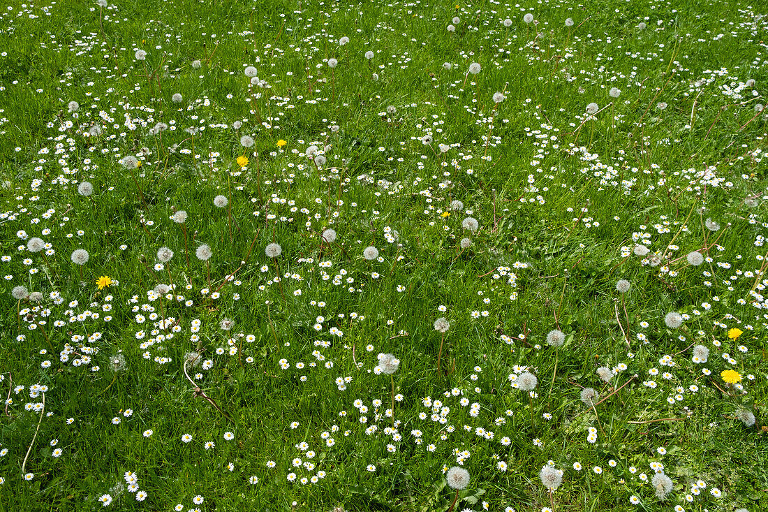 Wiese mit grünem Gras und blühenden Gänseblümchen und Löwenzahn, ein Rasen im Frühling.