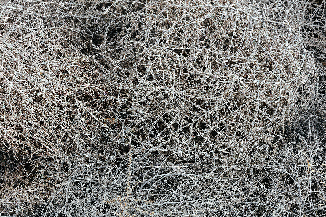 Close up of dry tumble weed (sage brush), Washington, USA