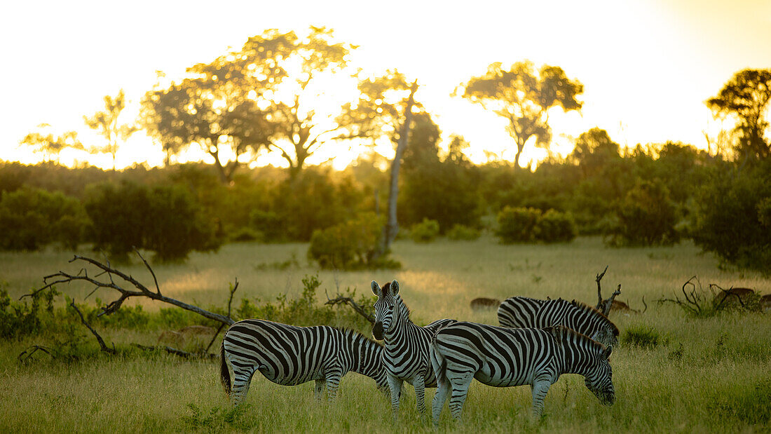 Ein schillerndes Zebra, Equus quagga, beim Grasen, während des Sonnenuntergangs.