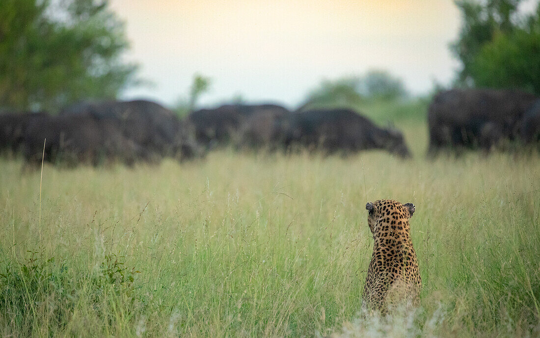 Ein männlicher Leopard, Panthera pardus, pirscht sich an eine Büffelherde, Syncerus caffer, im langen Gras an.