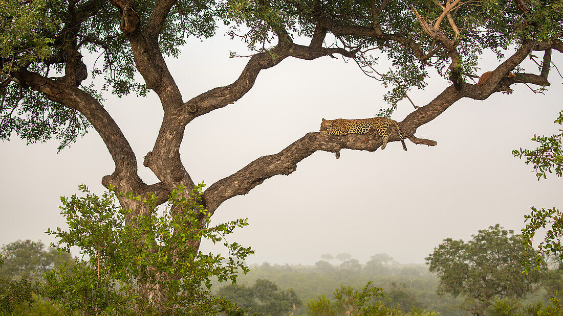 Ein männlicher Leopard, Panthera pardus, liegend in einem Marulabaum, Sclerocarya birrea, im aufsteigenden Morgennebel.