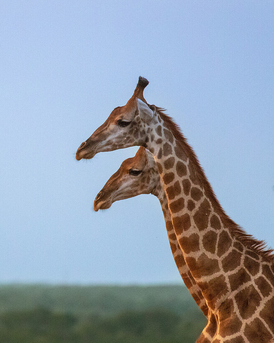 The side profile of two giraffe, Giraffa, standing next to each other.