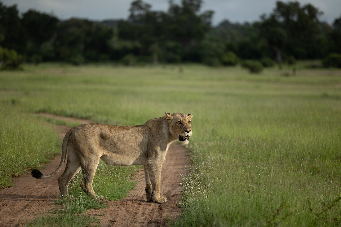 Eine Löwin, Panthera leo, steht auf einer Lichtung und schaut hinaus.