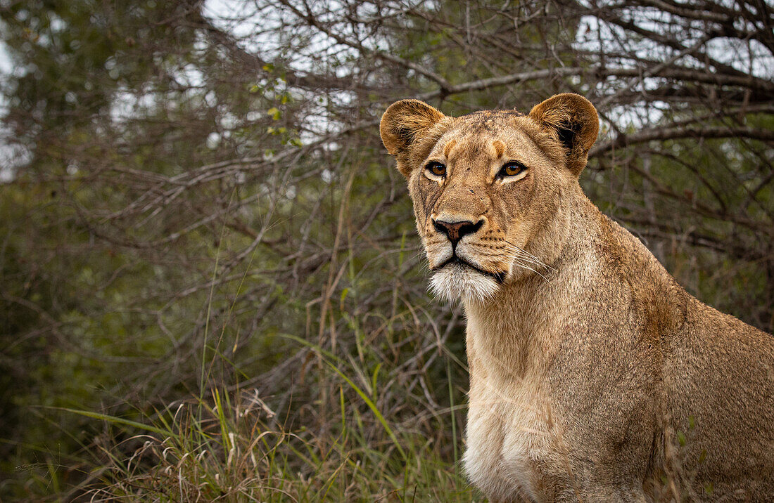 Ein Nahporträt einer Löwin, Panthera leo.