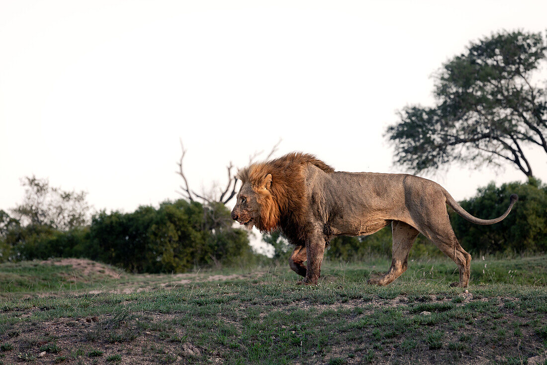 Side profile of a male lion, Panthera leo, walking.