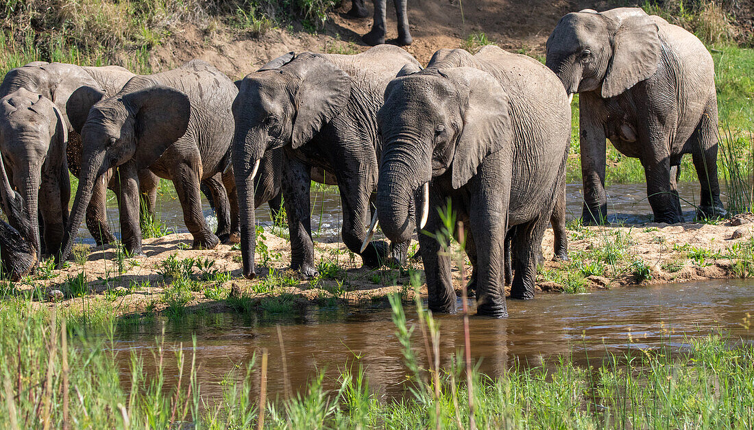 A herd of elephants, Loxodonta africana walking through a riverbed. 