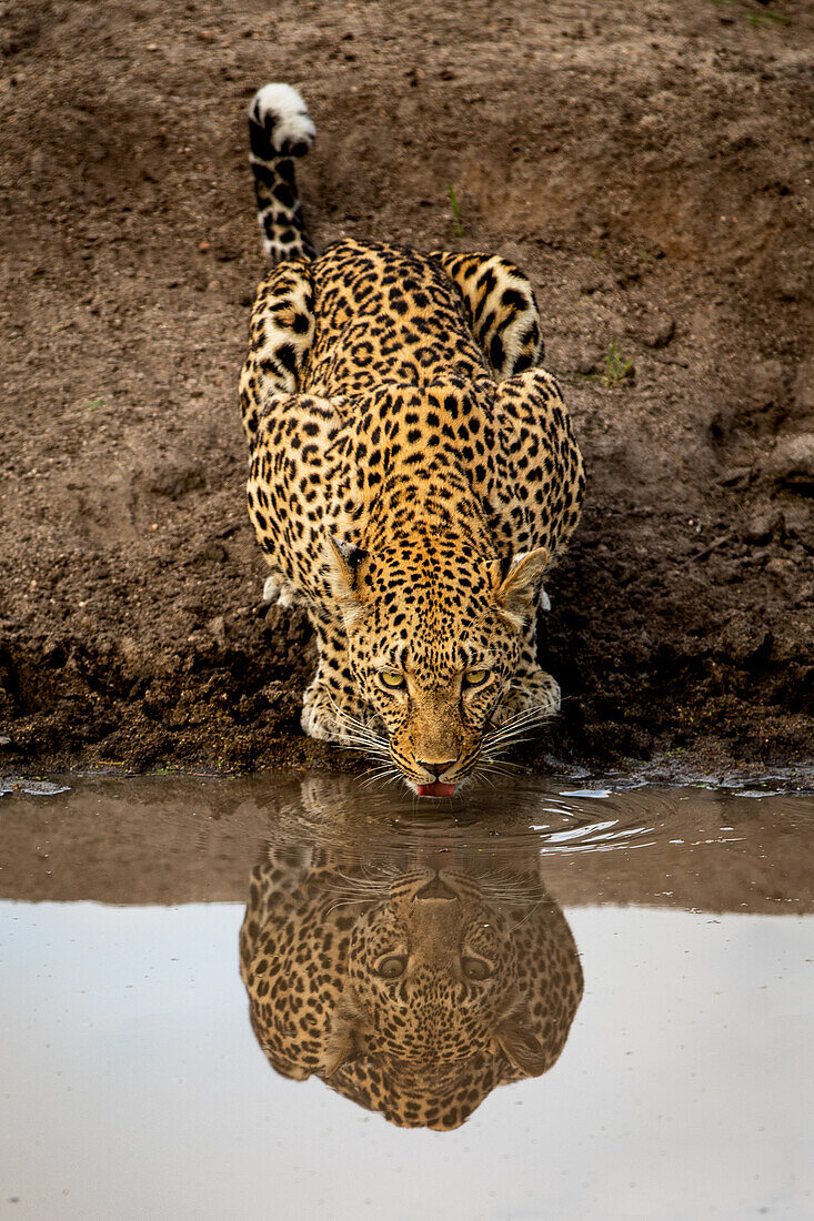 A leopard, Panthera pardus, drinking from a dam, reflection in water. 