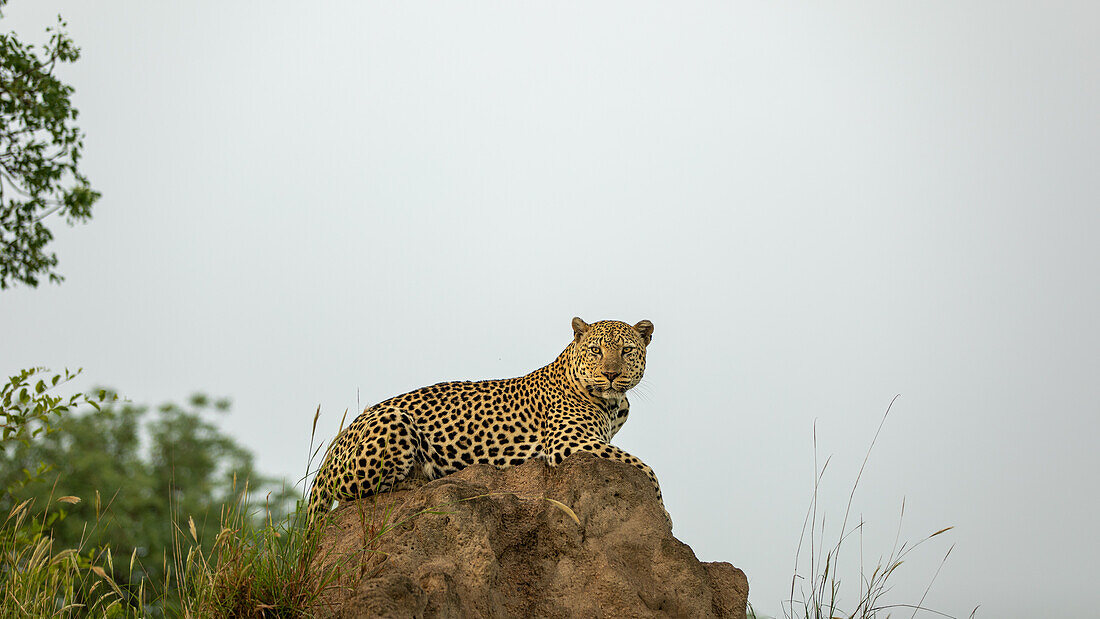 A leopard, Panthera pardus, lying on a mound, direct gaze. 