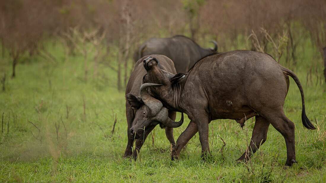 Two buffalo fighting, Syncerus caffer.