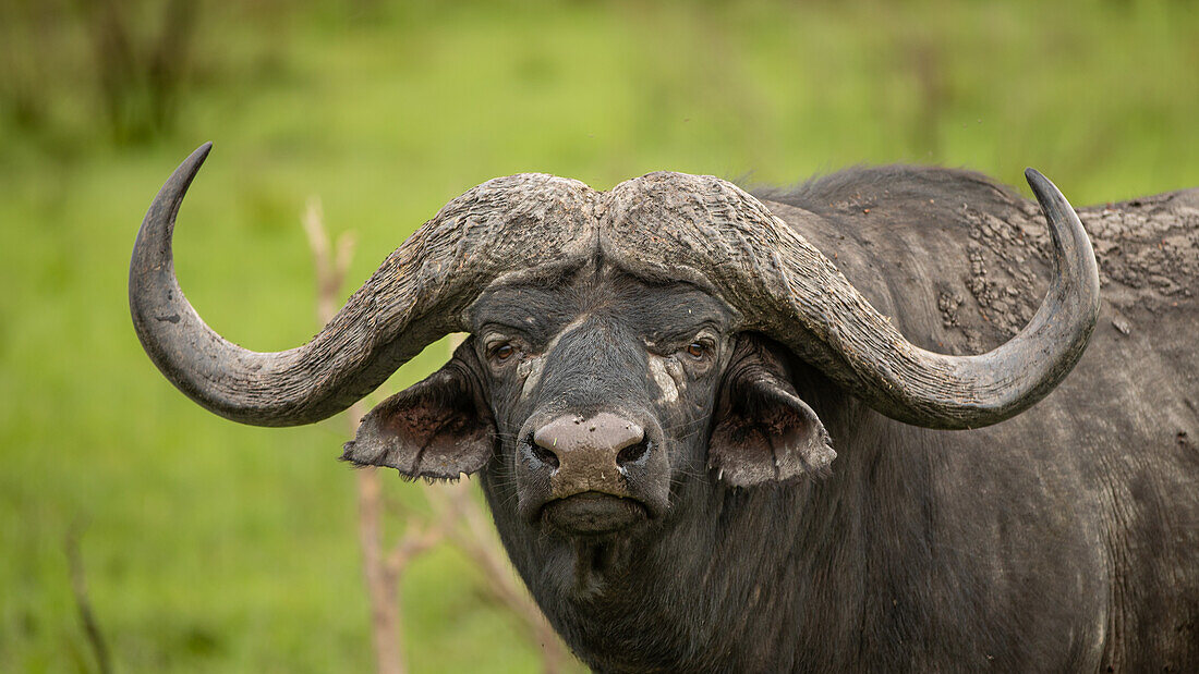 Porträt eines Büffelbullen, Syncerus caffer.
