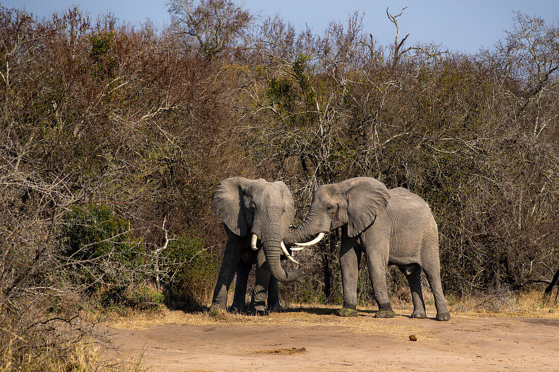 Zwei Elefanten, Loxodonta africana, grüßen sich gegenseitig.