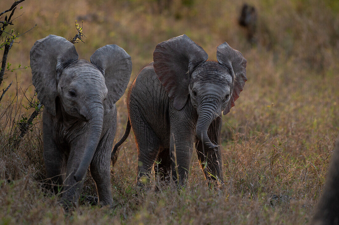 Two baby elephants, Loxodonta africana, walking together in long grass. 