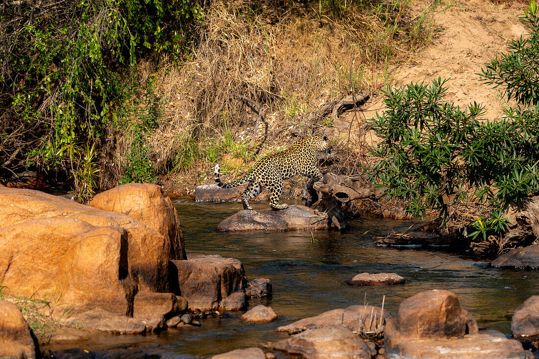 Ein Leopard, Panthera pardus, springt über einen Fluss.