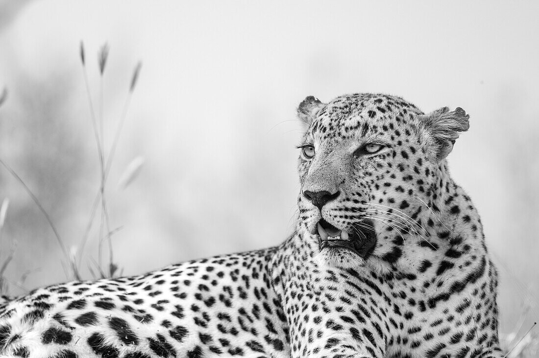 Eine Nahaufnahme eines Leoparden, Panthera pardus, der zur Seite schaut.  