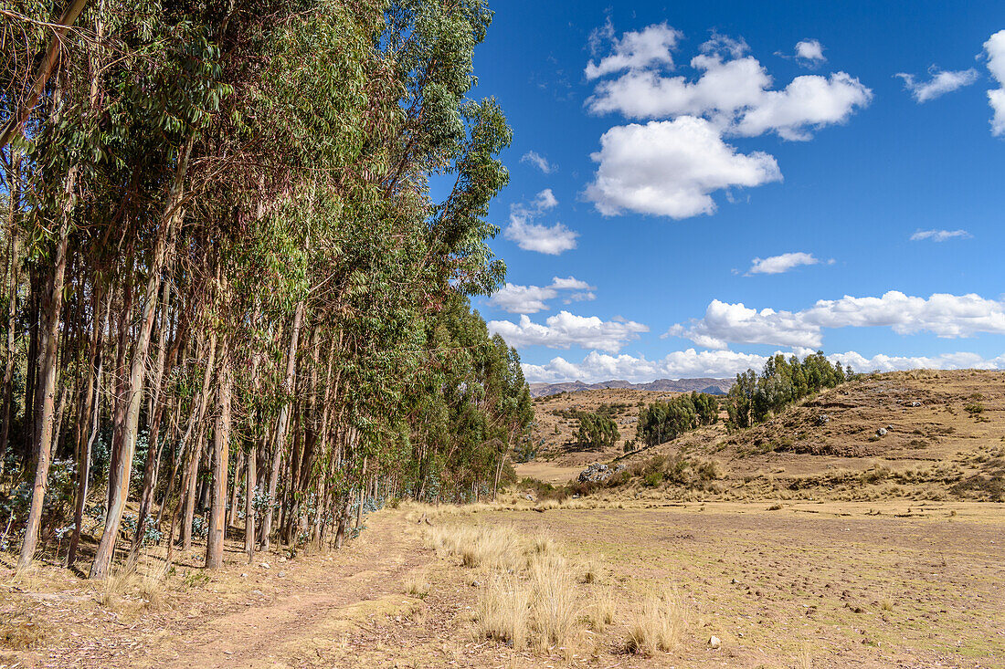 The landscape of the Urubamba province, view of the mountain range and hillside covered in trees. 