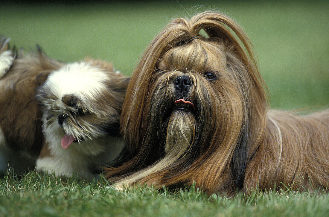 Shi Tzu Dog, Mother and Pup