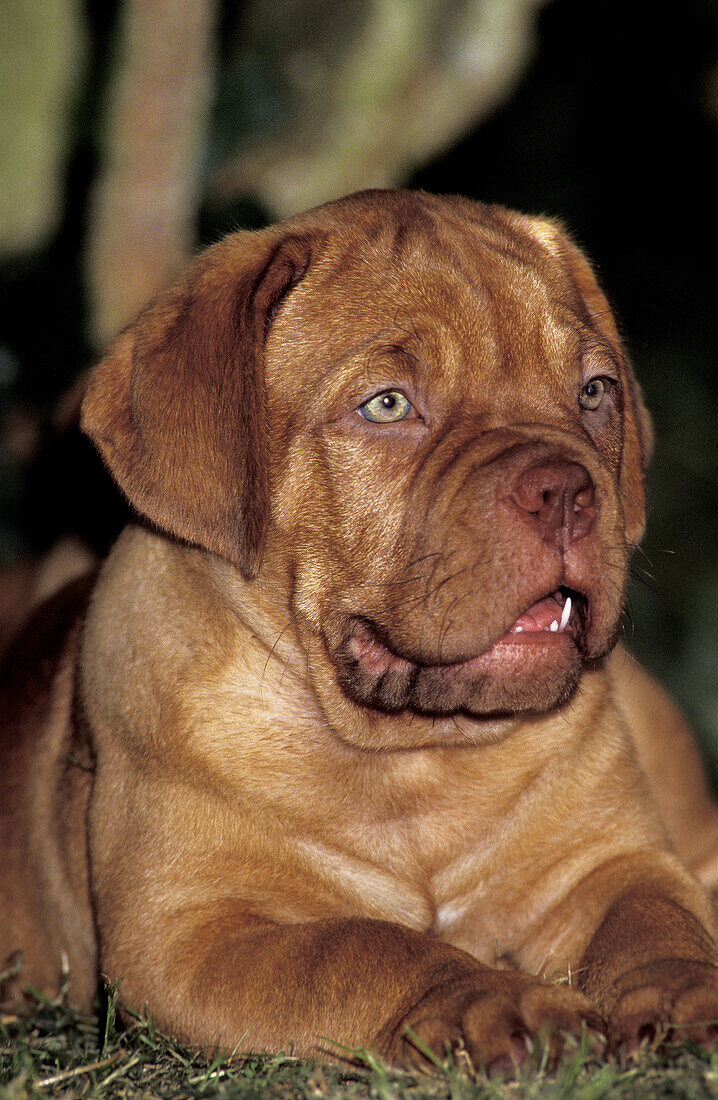 Bordeaux Mastiff Hund, Welpe