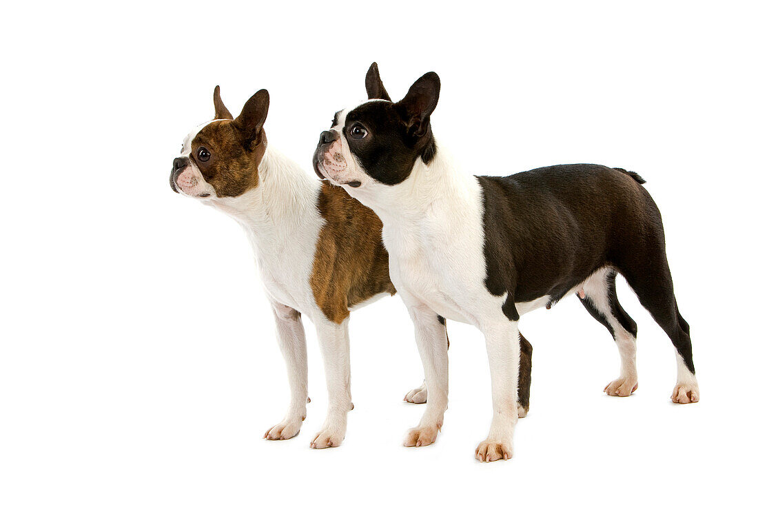 Boston Terrier, Dog standing against white Background