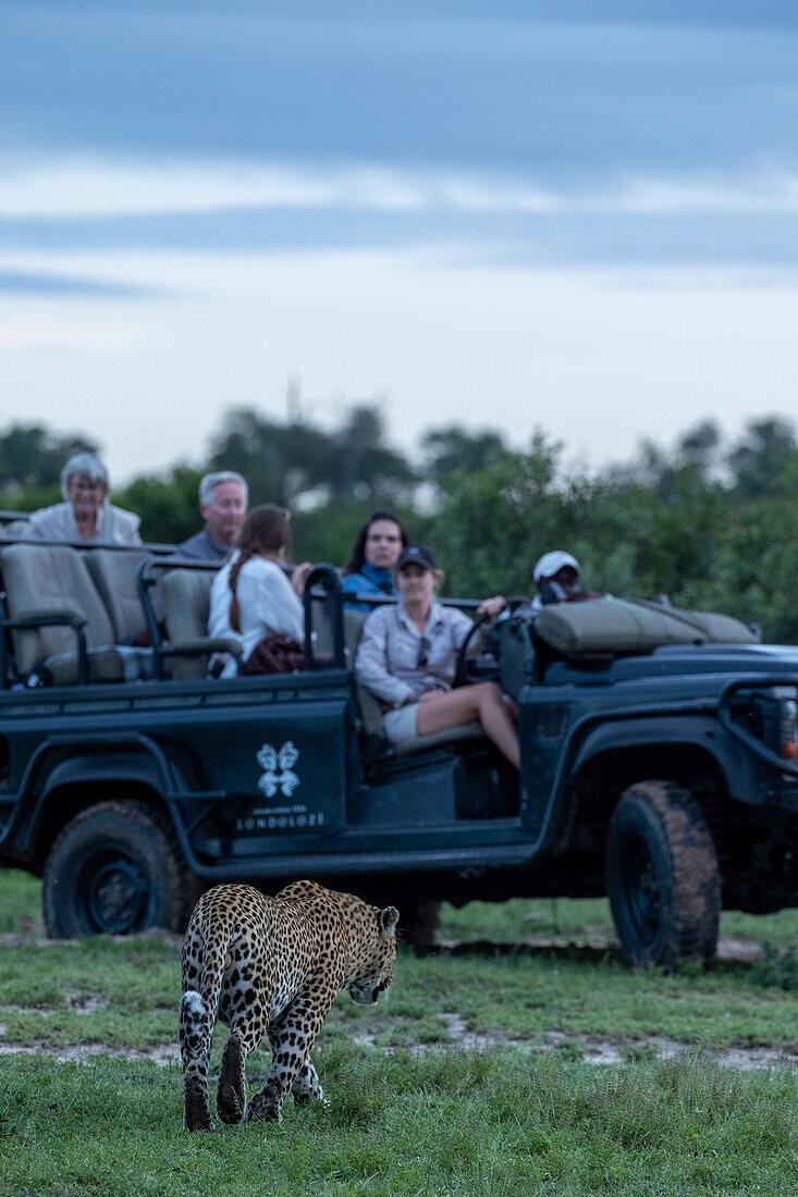 A male leopard, Panthera pardus, walks in front of a safari vehicle.