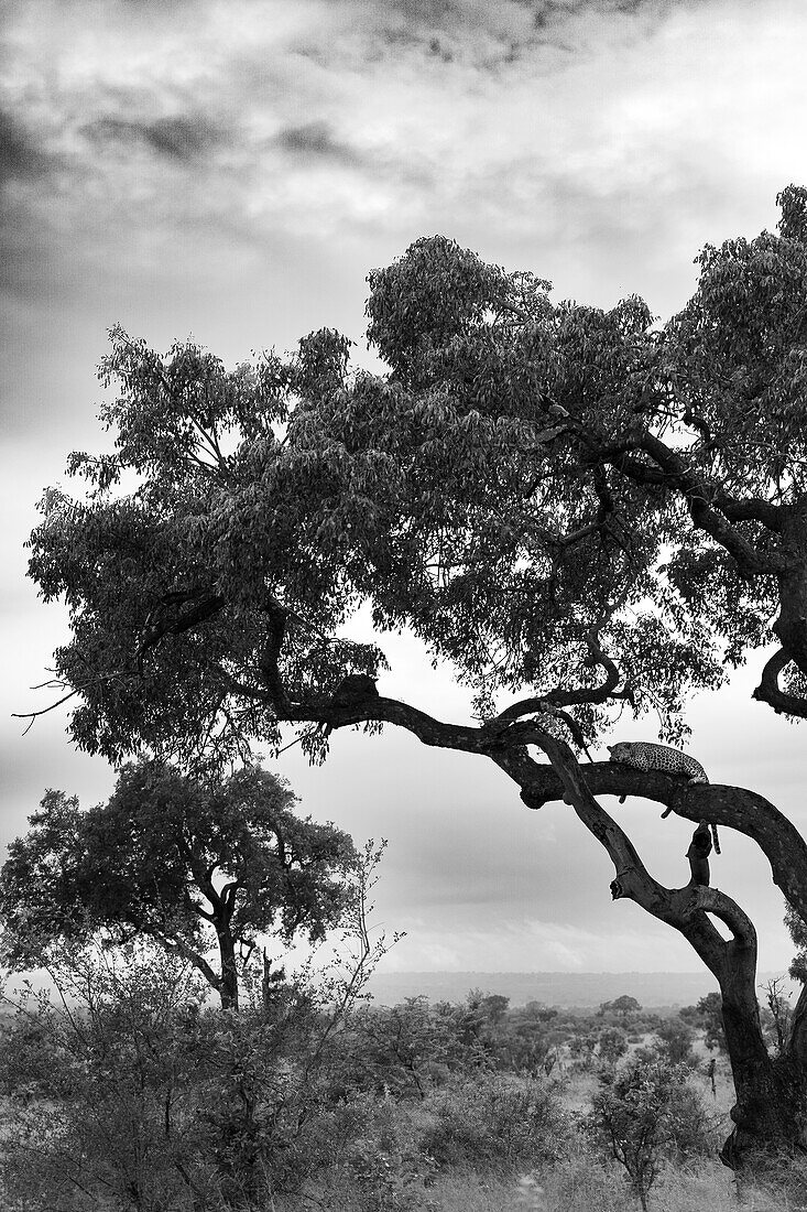 A female leopard, Panthera pardus, lying in a tree, in black and white.