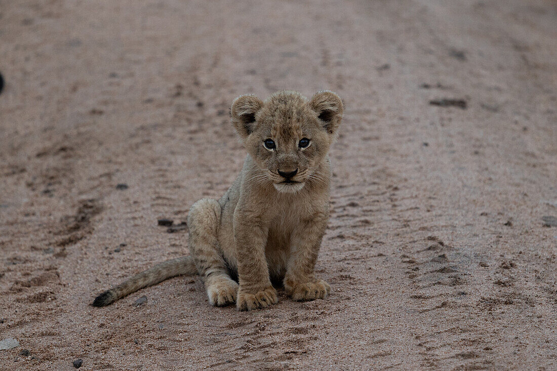 Ein Löwenjunges, Panthera leo, auf dem Boden sitzend, mit direktem Blick.