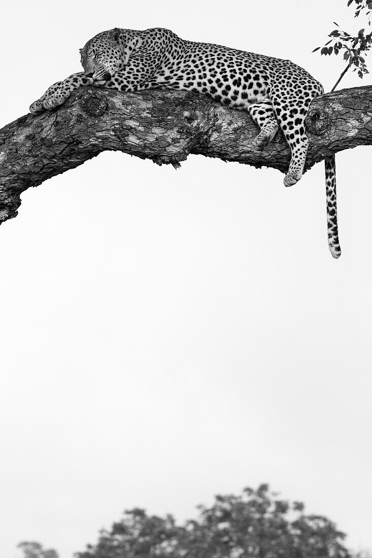 A male leopard, Panthera pardus,asleep in a Marula tree, Sclerocarya birrea, in black and white.