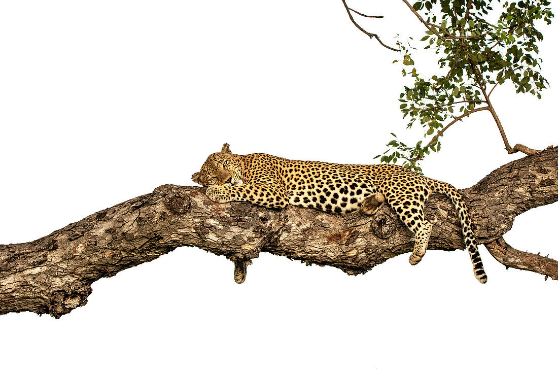 Ein männlicher Leopard, Panthera pardus, schlafend in einem Marulabaum, Sclerocarya birrea.