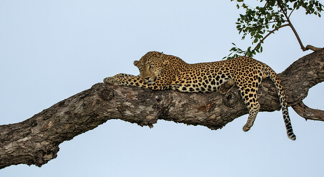 A male leopard, Panthera pardus, asleep in a Marula tree, Sclerocarya birrea.