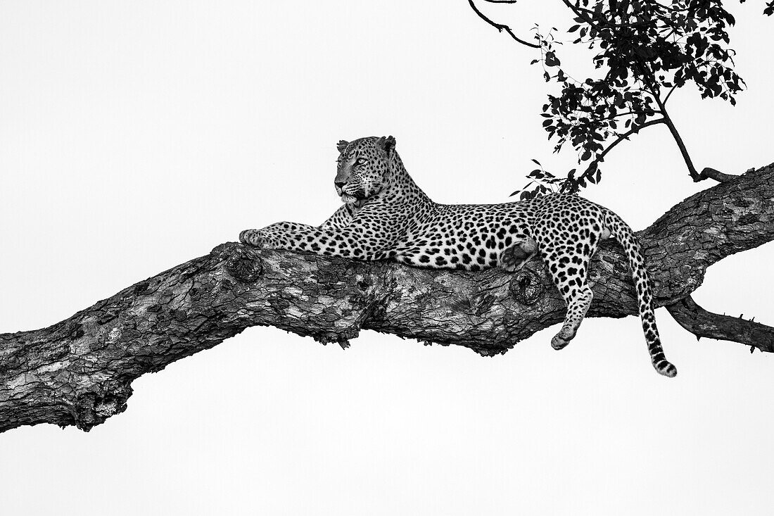 Ein männlicher Leopard, Panthera pardus, in einem Marulabaum, Sclerocarya birrea, liegend, in schwarz-weiß.