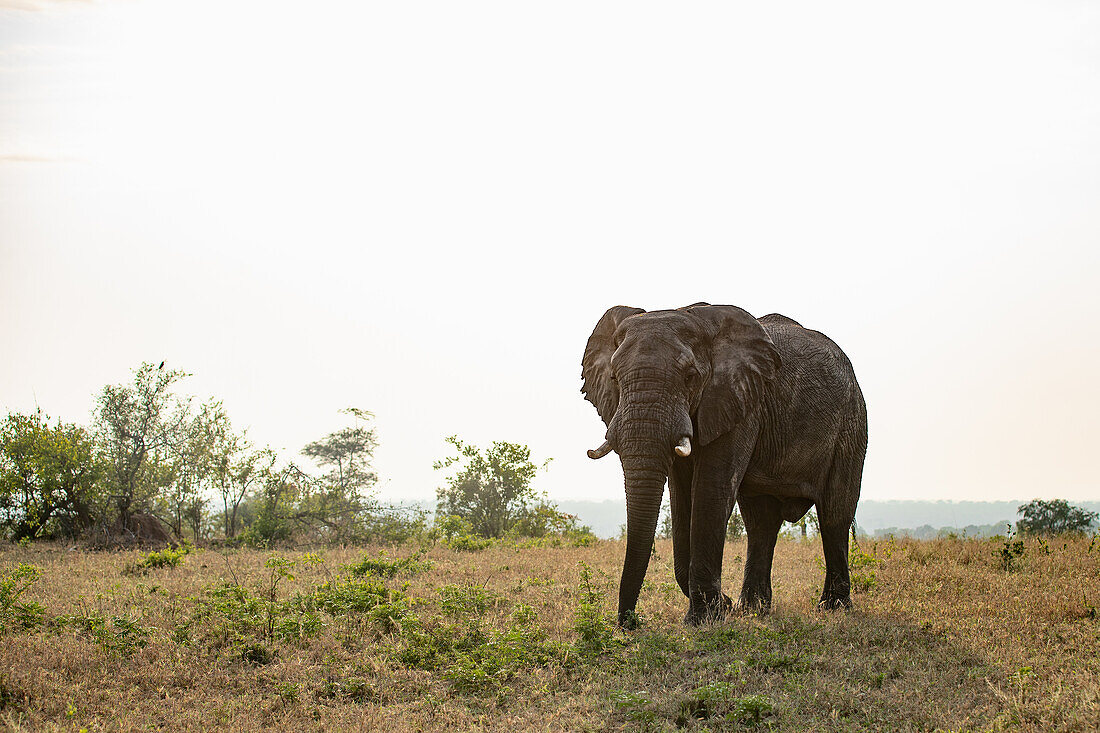Eine Nahaufnahme eines Elefantenbullen, Loxodonta africana, der durch das Gras läuft.