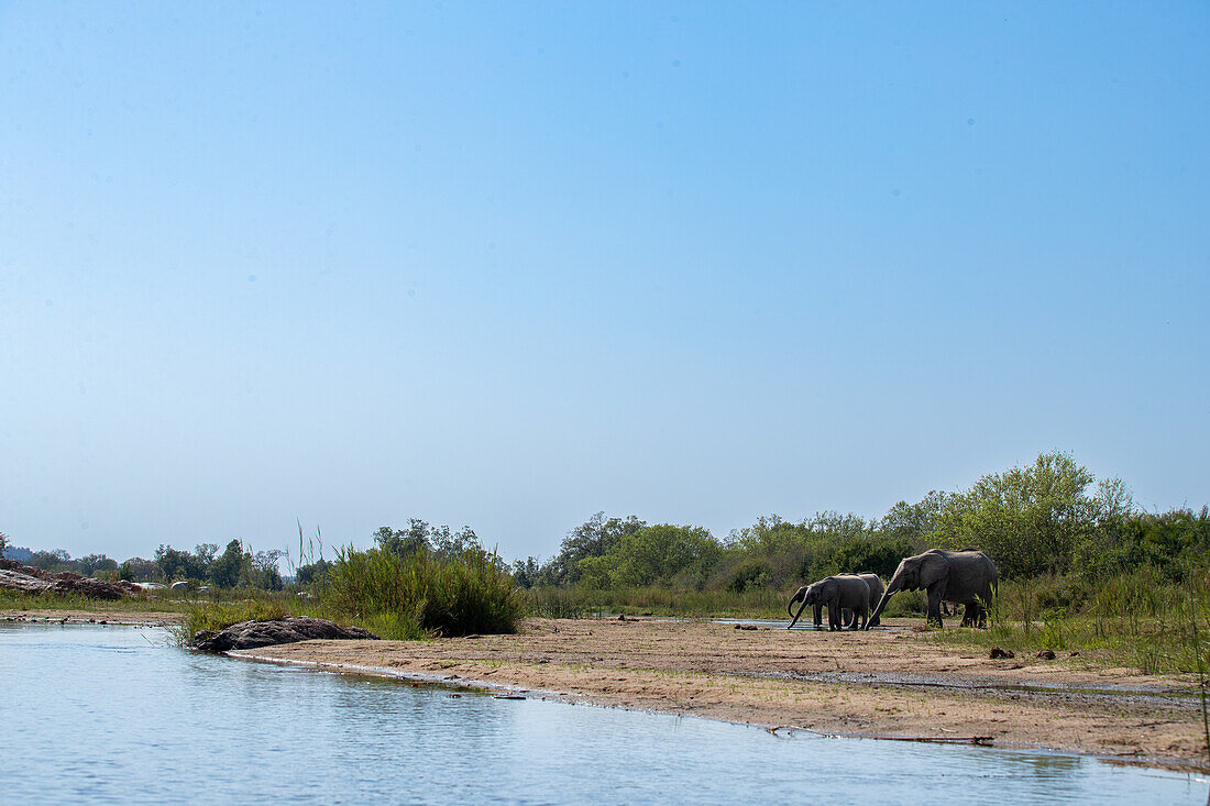 Elephants, Loxodonta africana, drinking from a river, wide angle. 