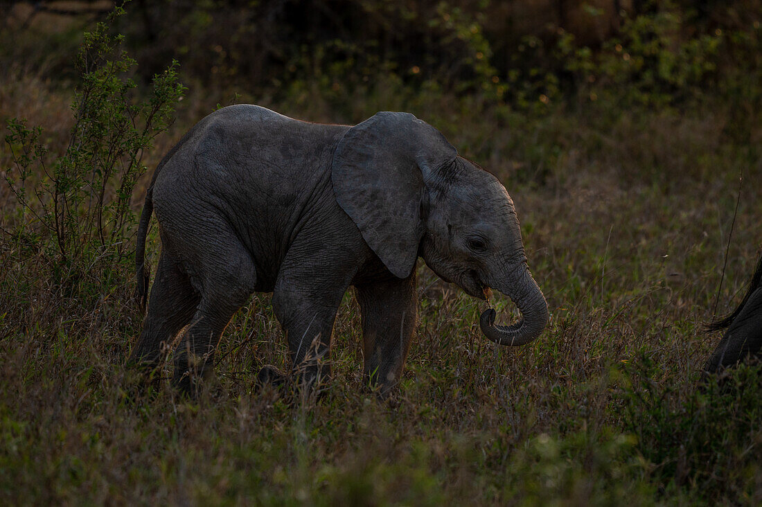 Ein Elefantenbaby, Loxodonta africana, läuft durch Gras.