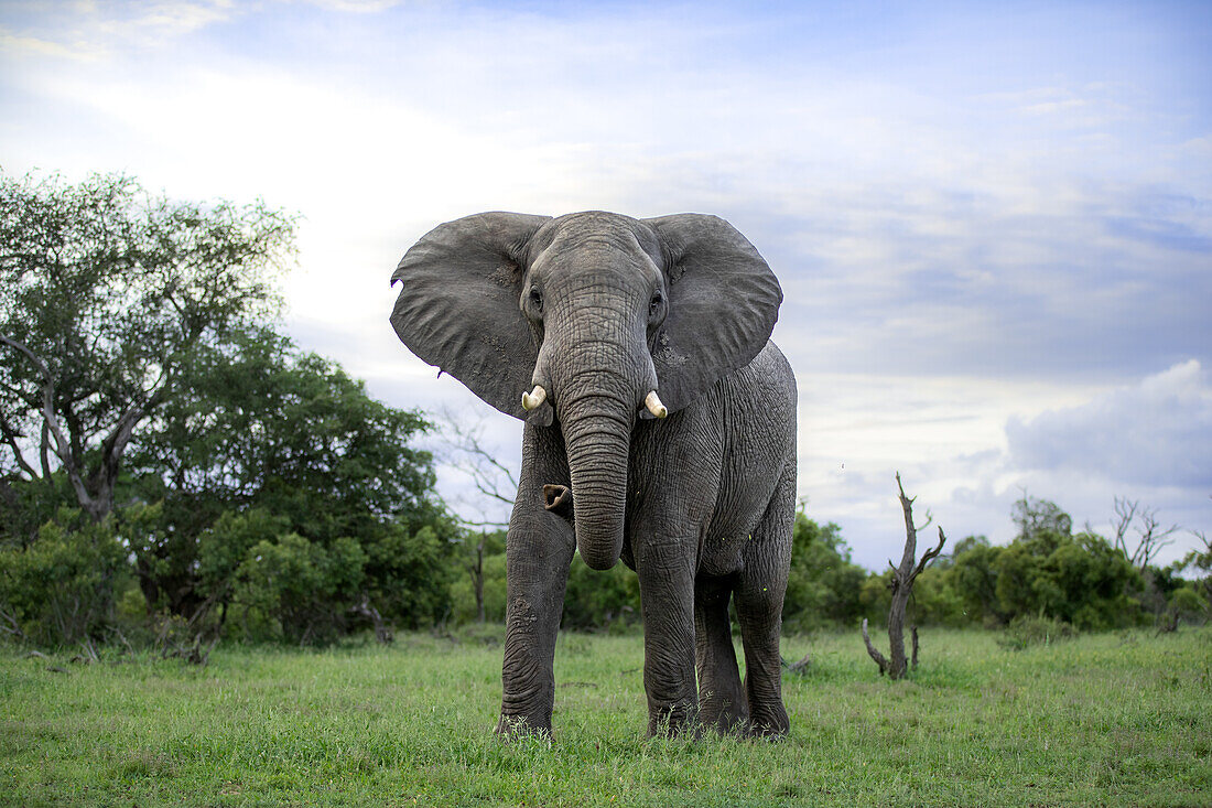 Ein Elefant, Loxodonta africana, steht im kurzen Gras, direkter Blick.