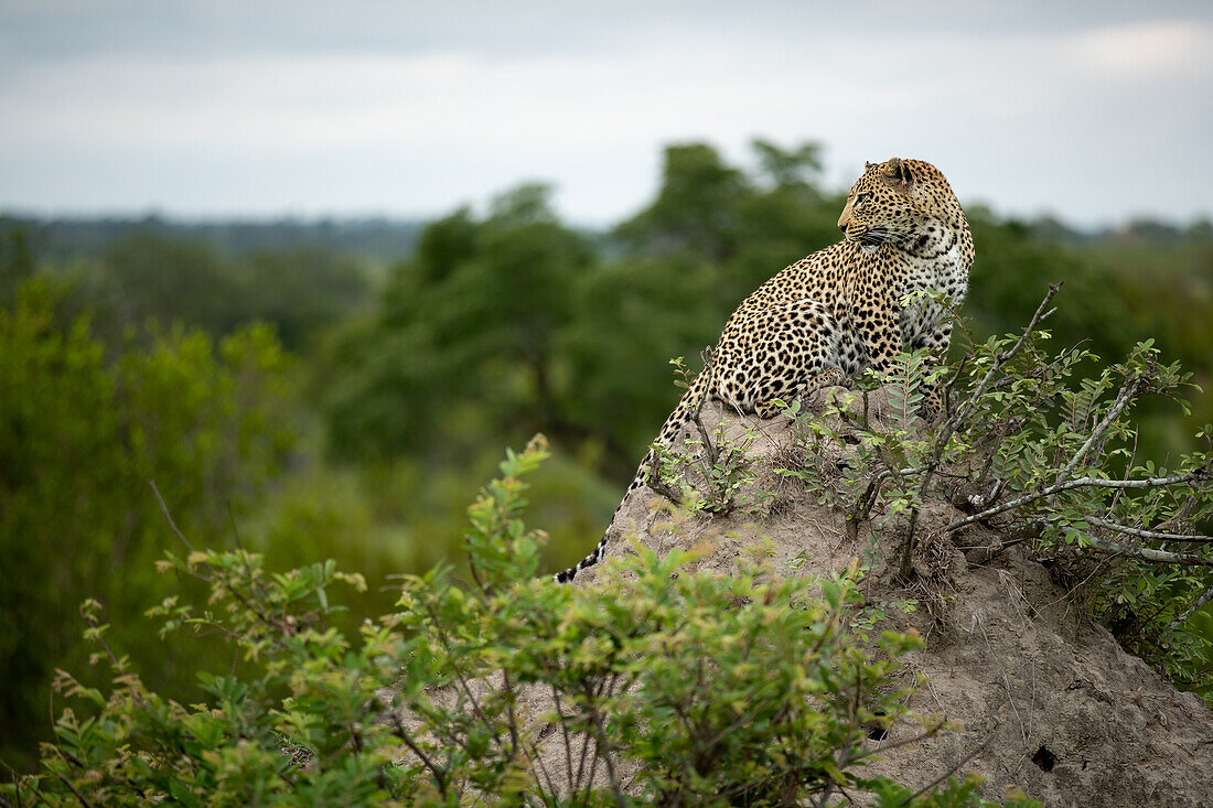 A female leopard, Panthera pardus, sits on top of a mound, looking around. 