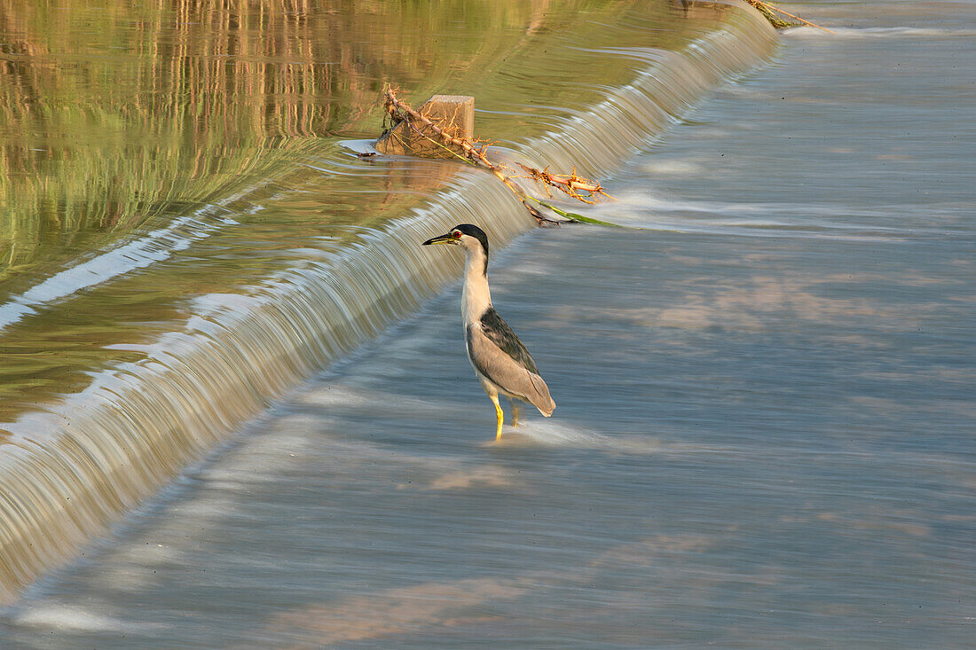 A night heron, Nycticorax nycticorax, standing in water. 
