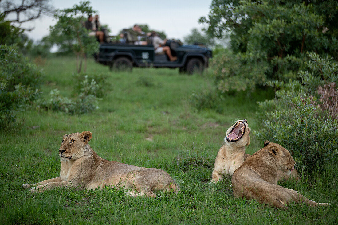 Drei Löwinnen, Panthera leo, liegen zusammen im Gras, im Hintergrund ein Safari-Fahrzeug.