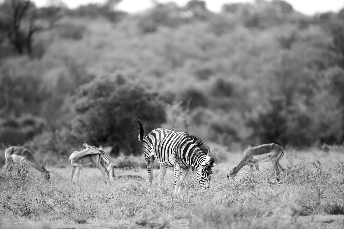 Zebra, Equus quagga and impala, Aepyceros melampus, graze on grass together, in black and white. 