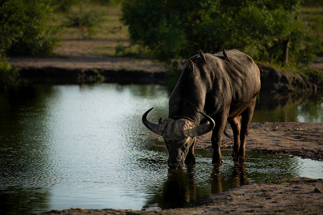 A buffalo, Syncerus caffer, stands in a dam and drinks water. 