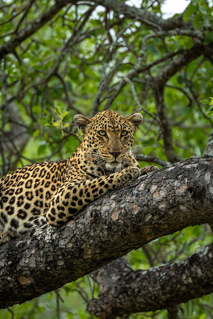 A leopard, Panthera pardus, lies down on a branch, close-up. 