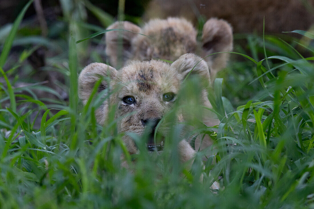Löwenjunge, Panthera leo, mit ihrer Mutter im langen Gras liegend, Köpfe über dem Gras sichtbar.