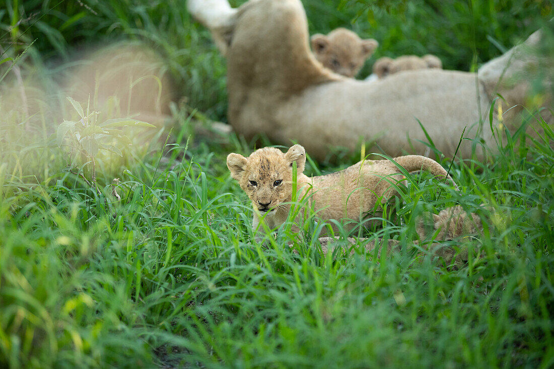 Lion cubs, Pathera leo, lying with their mother in long grass.