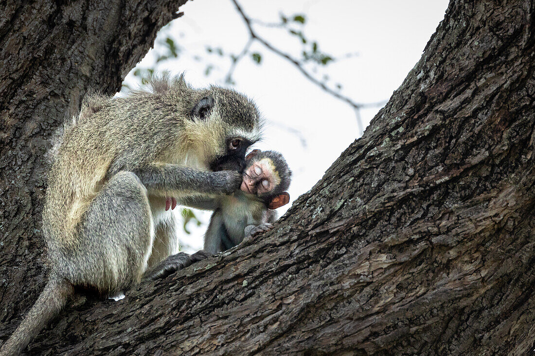 A baby vervet monkey, Chlorocebus pygerythrus, getting groomed by its mother. 