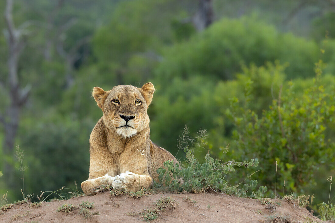 Eine Löwin, Panthera leo, auf dem Boden liegend.