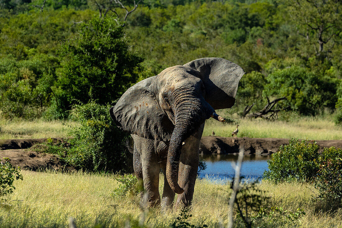 An elephant, Loxodonta africana, shaking its head. 