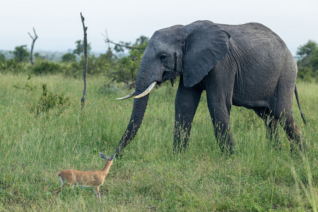 Ein Elefant, Loxodonta africana, und ein Steinbock, Raphicerus campestris, stehen sich im langen Gras gegenüber. 